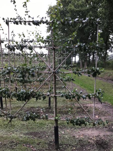 Grote foto cydonia oblonga leskovacz leivorm zwaar met kluit 5 etages tuin en terras bomen en struiken