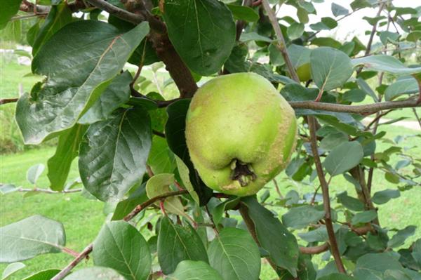 Grote foto cydonia oblonga leskovacz leivorm zwaar met kluit 5 etages tuin en terras bomen en struiken