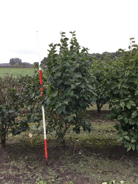 Grote foto sering meerstammig syringa hoogte 200 250 cm. tuin en terras bomen en struiken