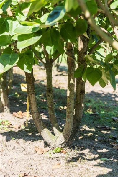 Grote foto sering meerstammig syringa hoogte 200 250 cm. tuin en terras bomen en struiken