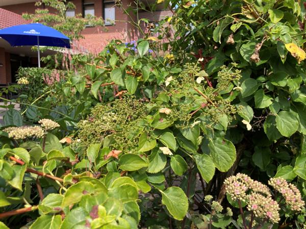 Grote foto hydrangea anomale petiolaris klimhortensia tuin en terras sierplanten