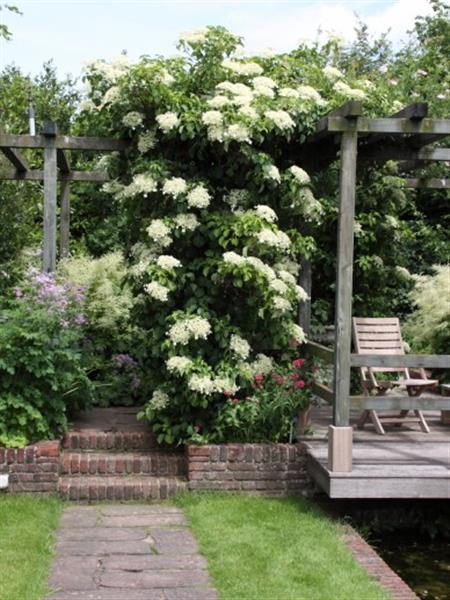 Grote foto hydrangea anomale petiolaris klimhortensia tuin en terras sierplanten