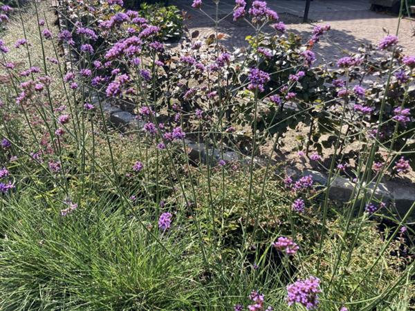 Grote foto verbena bonariensis tuin en terras sierplanten