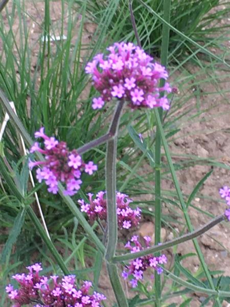 Grote foto verbena bonariensis tuin en terras sierplanten