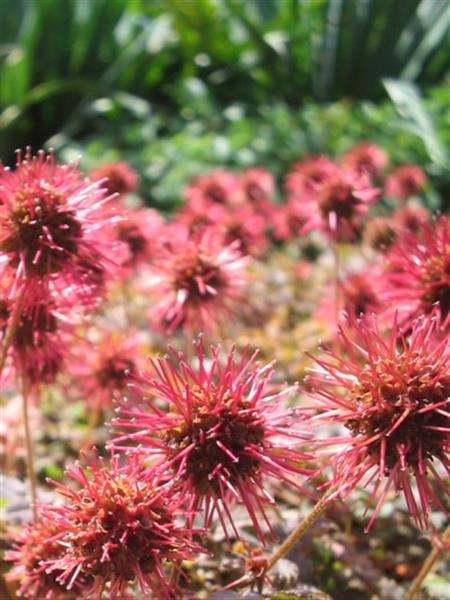 Grote foto acaena microphylla kupferteppich stekelnootje tuin en terras sierplanten