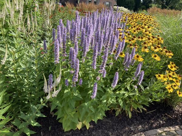 Grote foto agastache black adder anijsnetel tuin en terras sierplanten