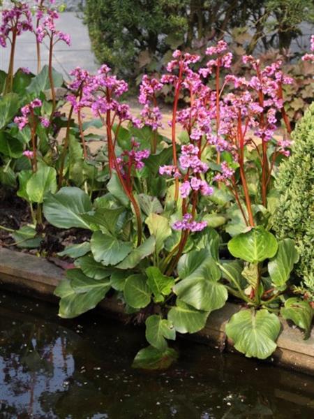 Grote foto bergenia cordifolia schoenlappersplant tuin en terras sierplanten