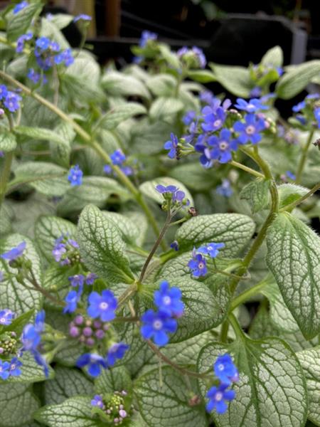 Grote foto brunnera macr. ea heart tuin en terras sierplanten