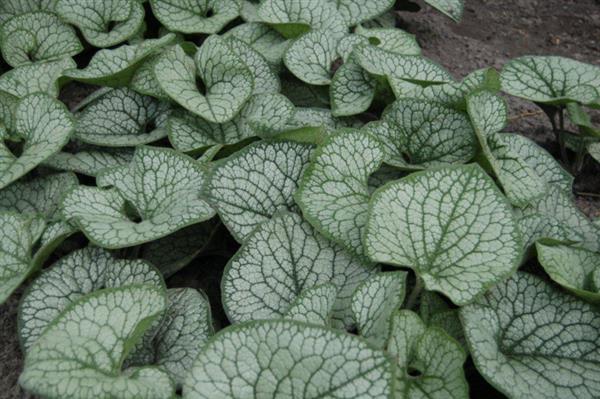 Grote foto brunnera macr. ilver heart tuin en terras sierplanten