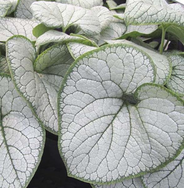 Grote foto brunnera macr. ilver heart tuin en terras sierplanten