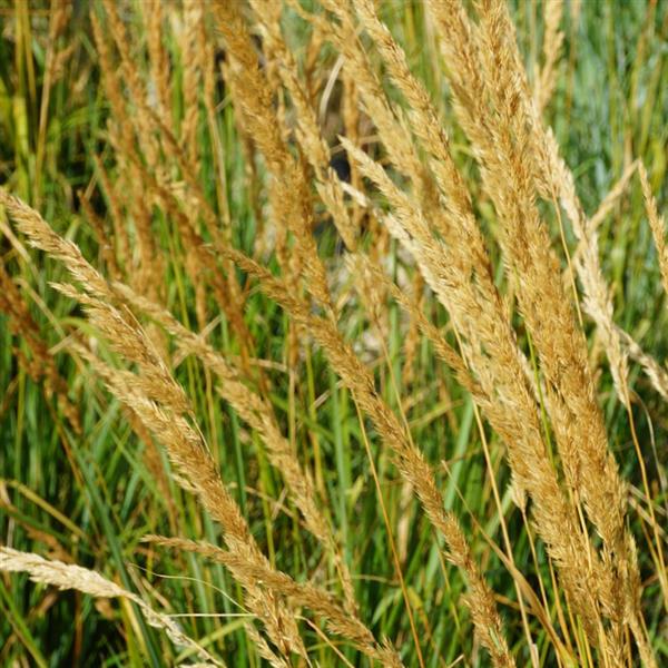 Grote foto calamagrostis acut. karl foerster struisriet tuin en terras sierplanten