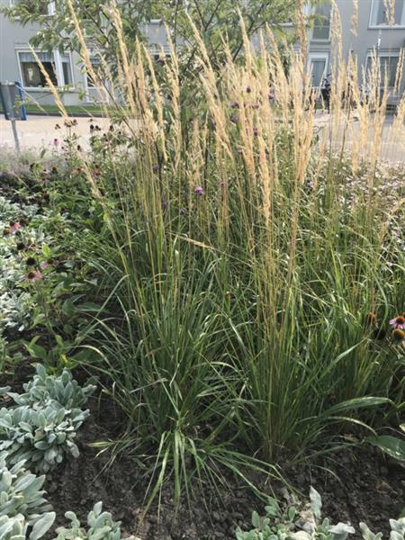 Grote foto calamagrostis acut. karl foerster struisriet tuin en terras sierplanten