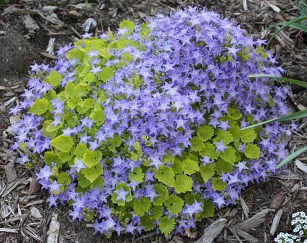 Grote foto campanula garganica tuin en terras sierplanten