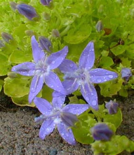 Grote foto campanula garganica tuin en terras sierplanten