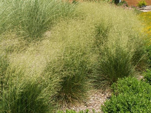 Grote foto deschampsia cesp. chottland tuin en terras sierplanten