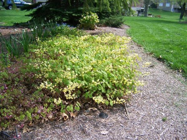 Grote foto epimedium versicolor ulphureum tuin en terras sierplanten