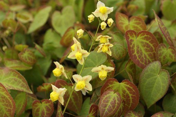 Grote foto epimedium versicolor ulphureum tuin en terras sierplanten