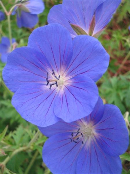 Grote foto geranium brookside tuin en terras sierplanten