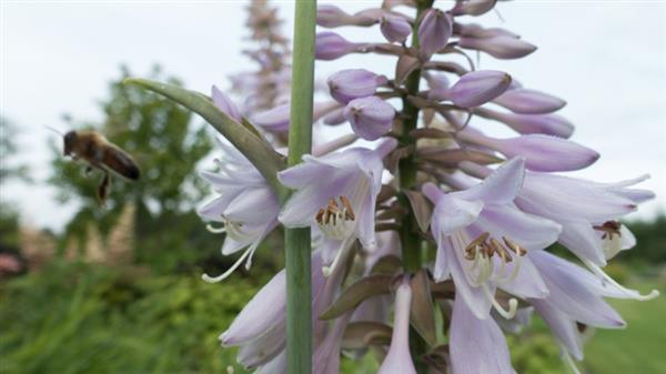 Grote foto hosta moerheim tuin en terras sierplanten