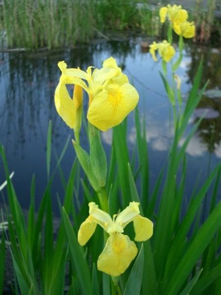 Grote foto iris pseudacorus tuin en terras sierplanten