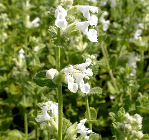 Grote foto nepeta alba tuin en terras sierplanten