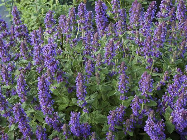 Grote foto nepeta enior tuin en terras sierplanten