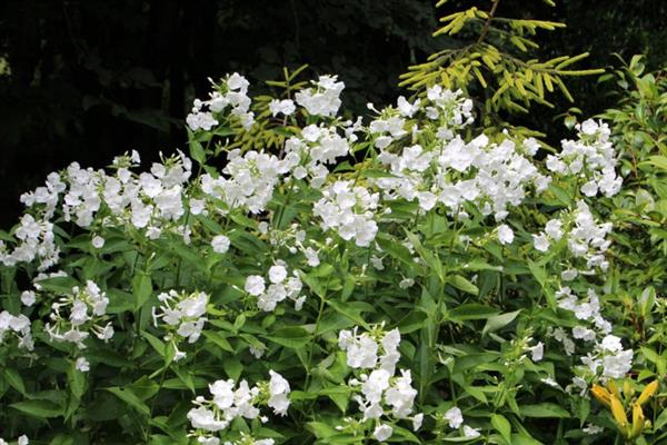 Grote foto phlox p rembrandt tuin en terras sierplanten