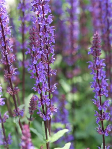 Grote foto salvia nemorosa caradonna tuin en terras sierplanten