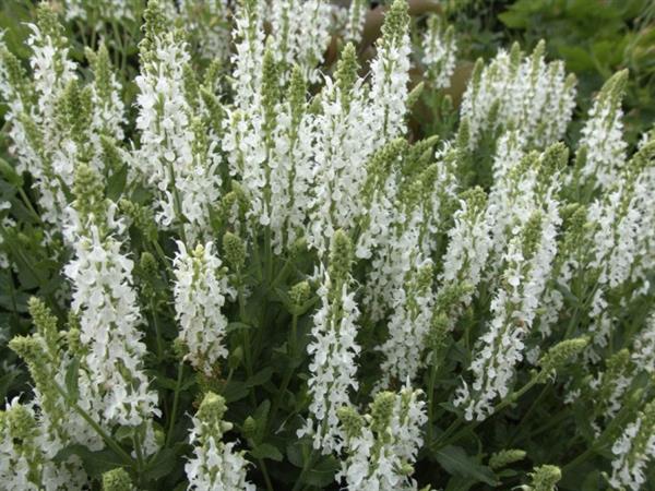 Grote foto salvia nemorosa chneeh gel tuin en terras sierplanten