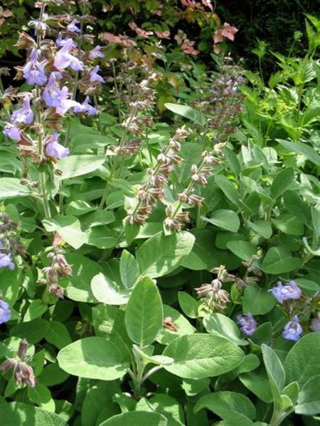 Grote foto salvia off. berggarten tuin en terras sierplanten