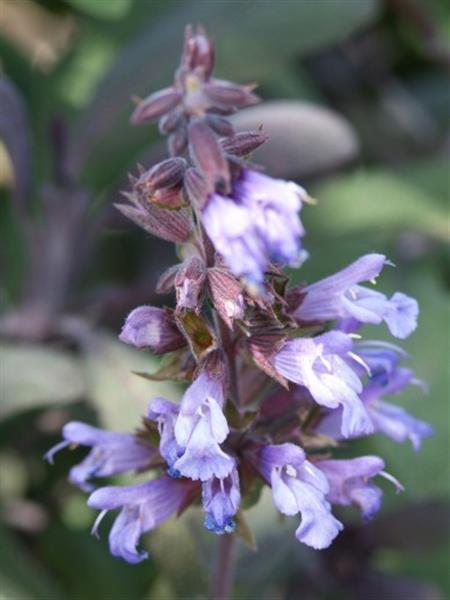 Grote foto salvia off. purpurascens tuin en terras sierplanten