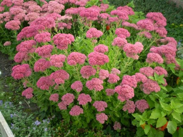 Grote foto sedum spectabile brillant vetkruid tuin en terras sierplanten