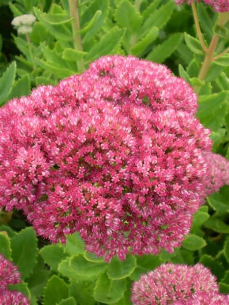 Grote foto sedum spectabile brillant vetkruid tuin en terras sierplanten