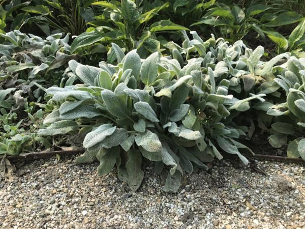 Grote foto stachys byzantina tuin en terras sierplanten