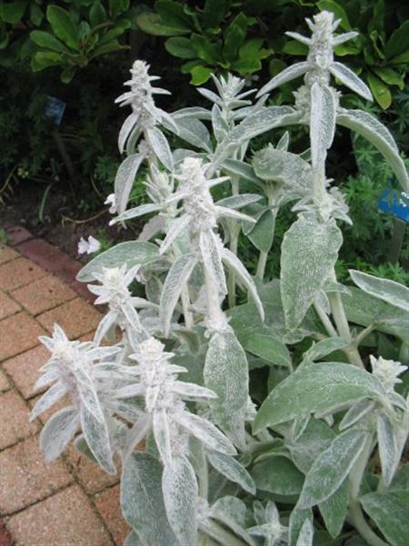 Grote foto stachys byzantina tuin en terras sierplanten