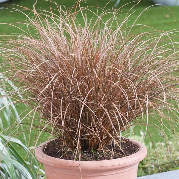 Grote foto carex milk chocolate zegge tuin en terras gras en kunstgras