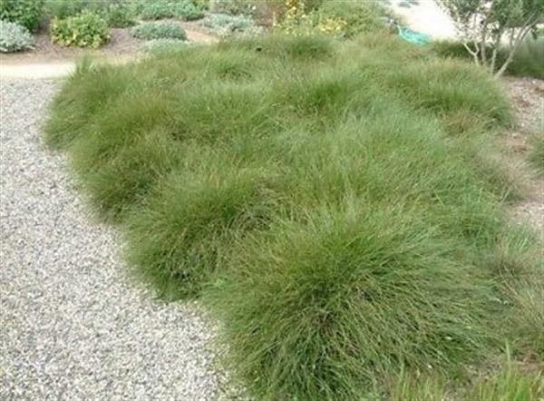 Grote foto carex how. phoenix green zegge tuin en terras gras en kunstgras