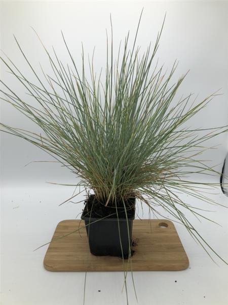 Grote foto festuca elijah blue zwenkgras tuin en terras gras en kunstgras