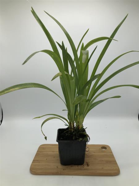 Grote foto liriope muscari monroe white leliegras tuin en terras gras en kunstgras