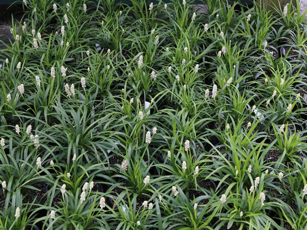 Grote foto liriope muscari monroe white leliegras tuin en terras gras en kunstgras