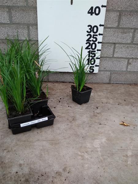 Grote foto liriope muscari big blue leliegras tuin en terras gras en kunstgras