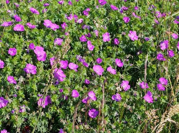 Grote foto geranium sanguineum tuin en terras sierplanten