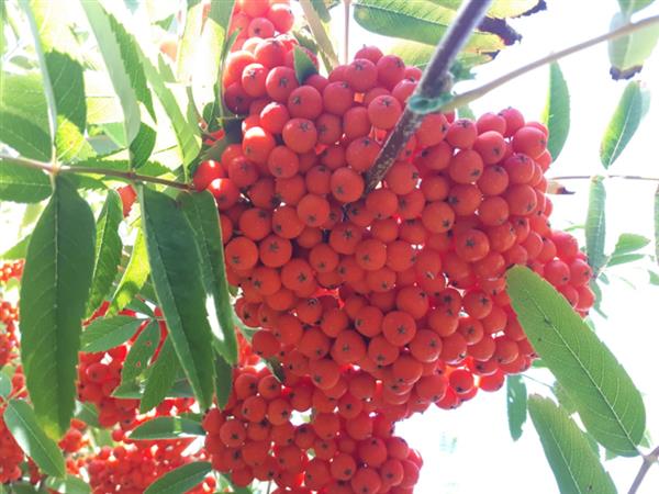 Grote foto sorbus aucuparia gewone lijsterbes tuin en terras bomen en struiken