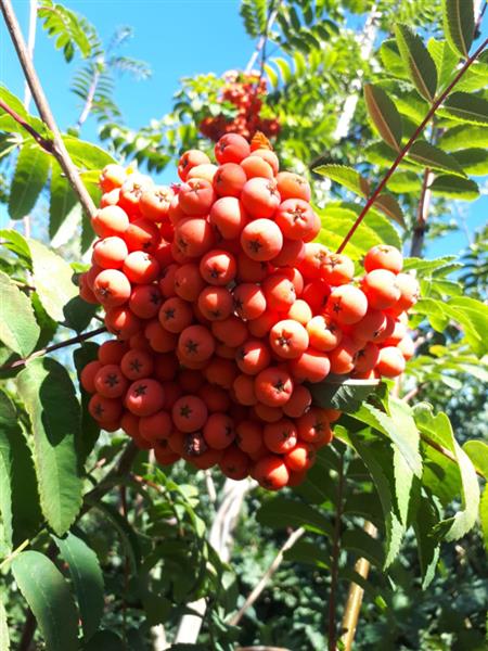 Grote foto sorbus aucuparia gewone lijsterbes tuin en terras bomen en struiken