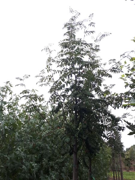 Grote foto sorbus aucuparia gewone lijsterbes tuin en terras bomen en struiken