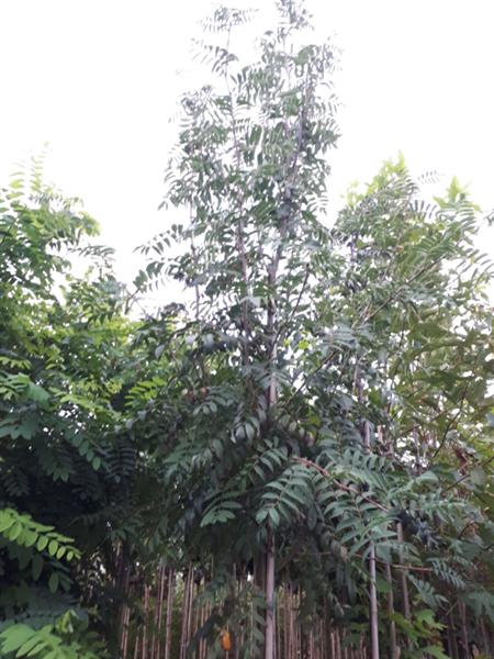 Grote foto sorbus aucuparia gewone lijsterbes tuin en terras bomen en struiken