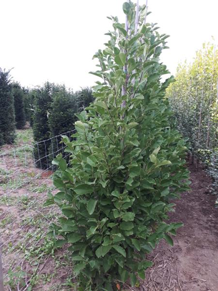 Grote foto magnolia loebneri merrill beverboom tuin en terras bomen en struiken