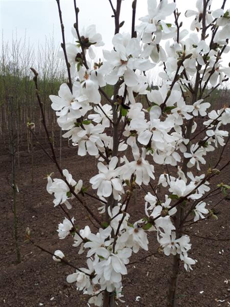 Grote foto magnolia loebneri merrill beverboom tuin en terras bomen en struiken