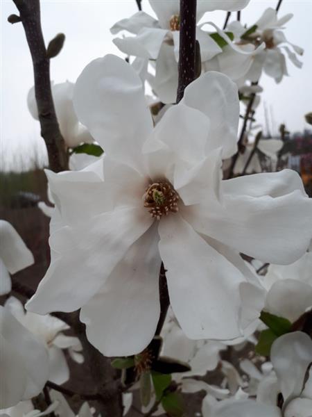 Grote foto magnolia loebneri merrill beverboom tuin en terras bomen en struiken