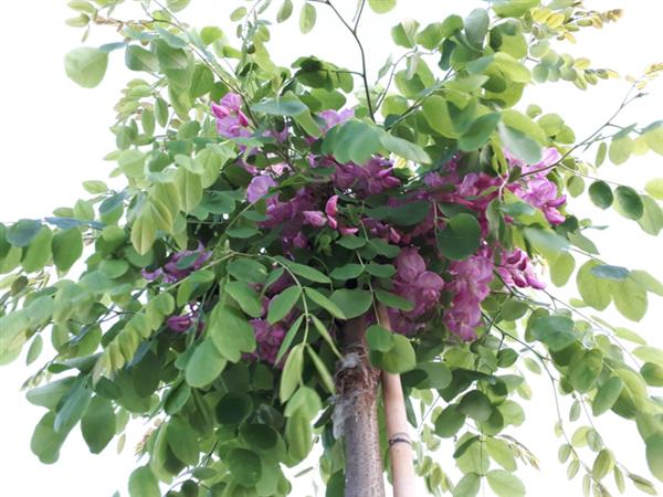 Grote foto robinia hispida acacia tuin en terras bomen en struiken